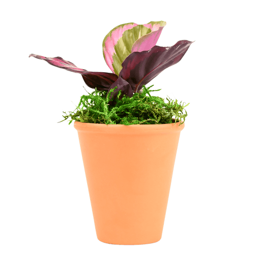 2.5" Calathea Red Mojo Artificial