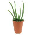 2.5" Aloe Vera Artificial