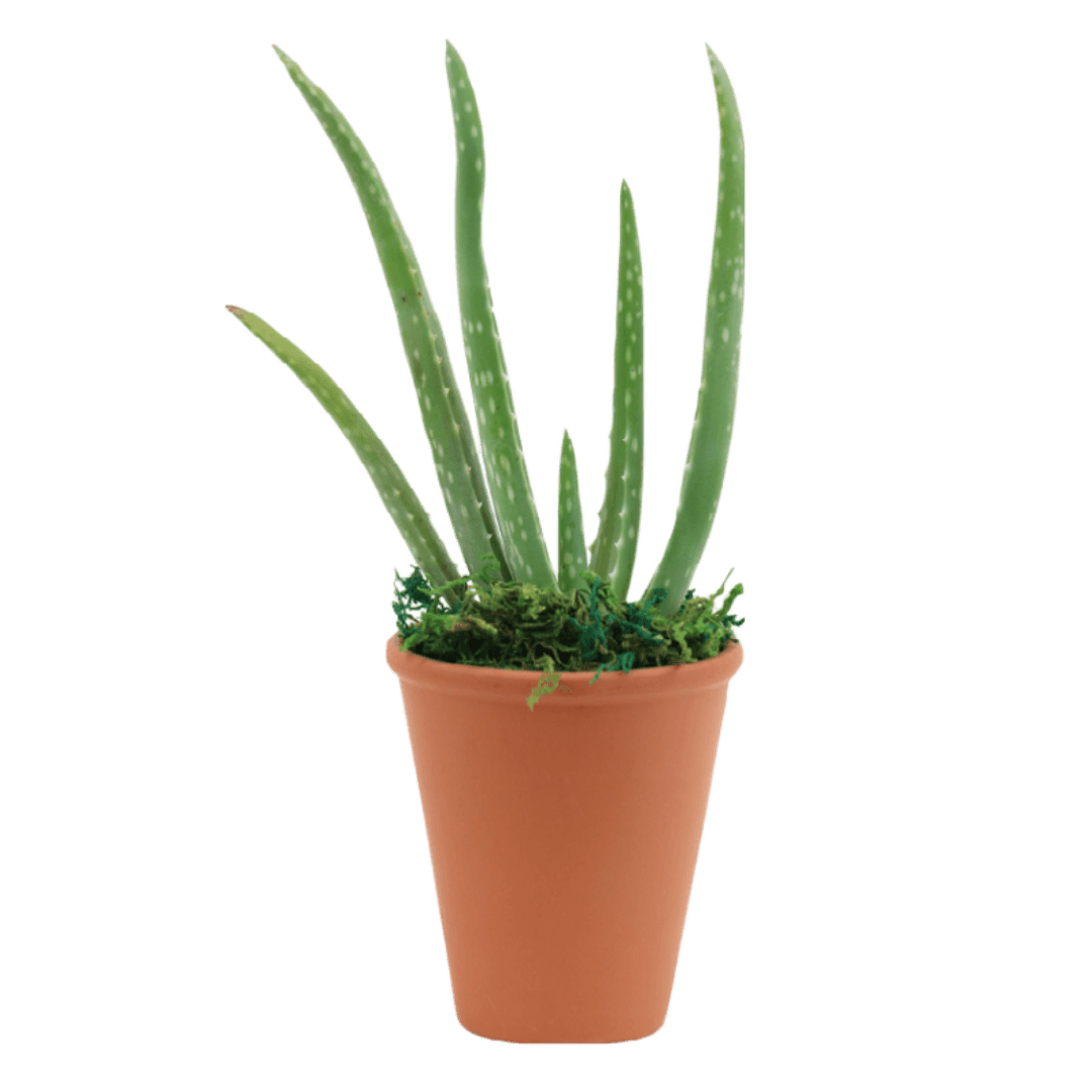 2.5" Aloe Vera Artificial