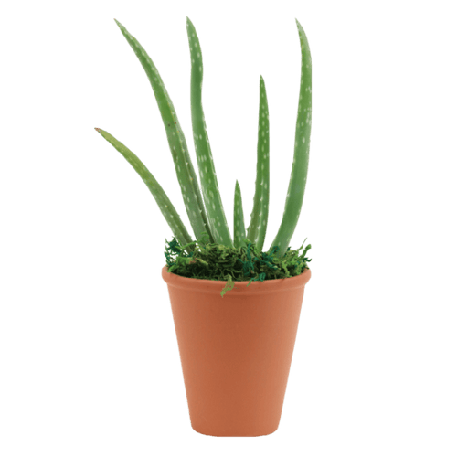 2.5" Aloe Vera Artificial