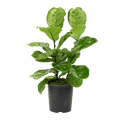 10" Fiddle Leaf Fig Artificial
