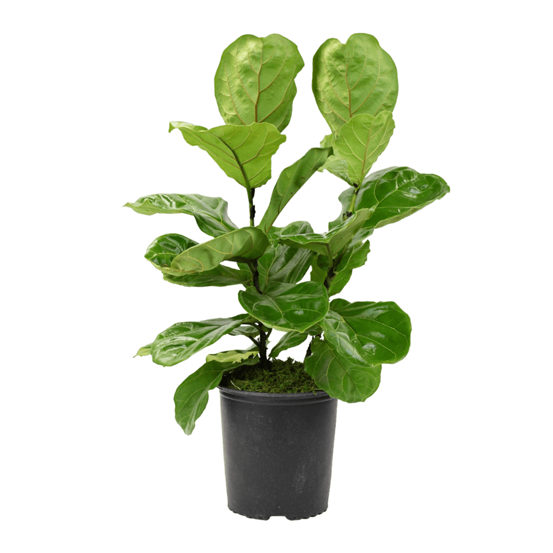 10" Fiddle Leaf Fig Artificial