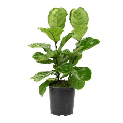 10" Fiddle Leaf Fig Artificial