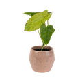 4" Philodendron Paraiso Verde Artificial