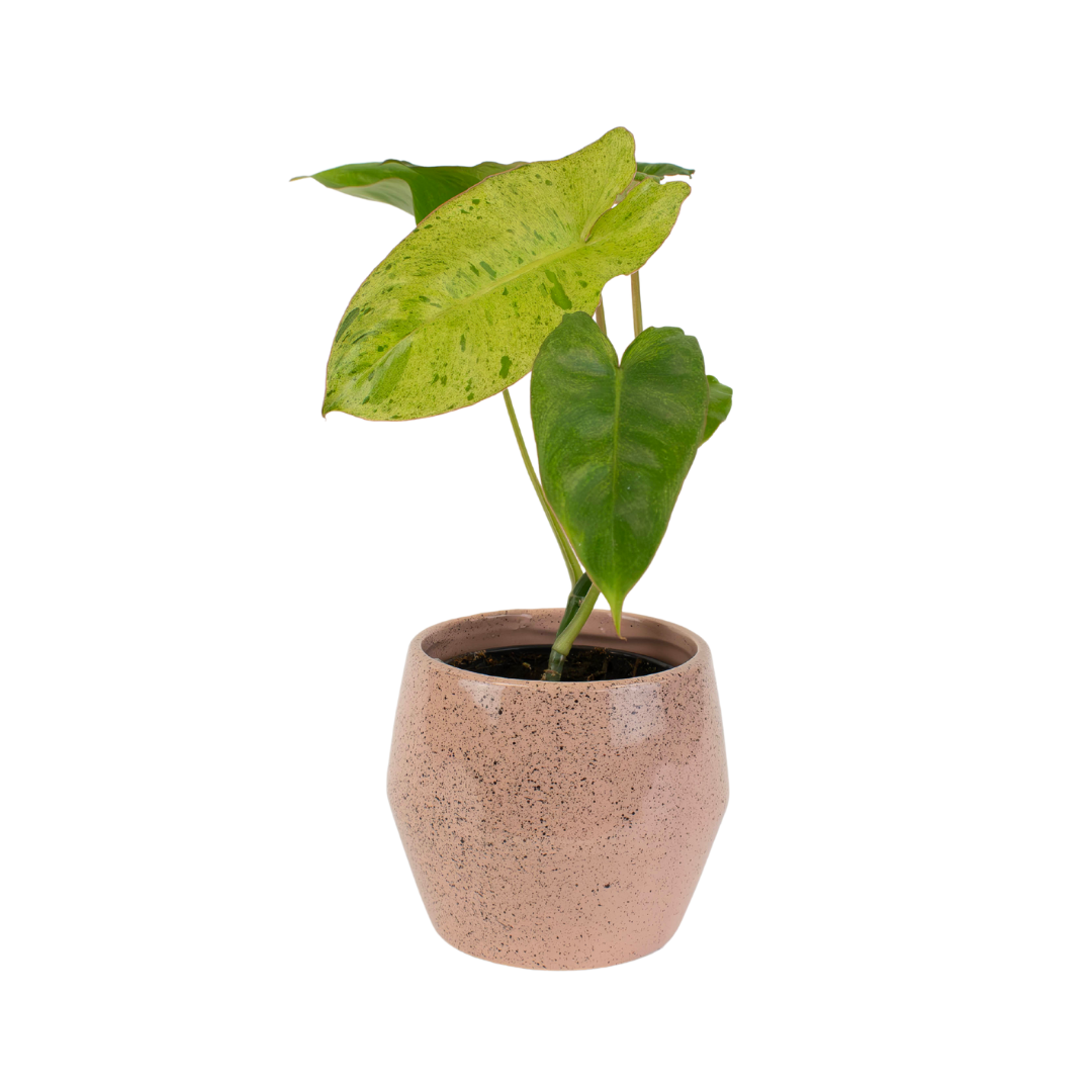 4" Philodendron Paraiso Verde Artificial