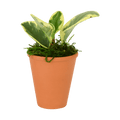 2.5" Peperomia  Obtusifolia Artificial