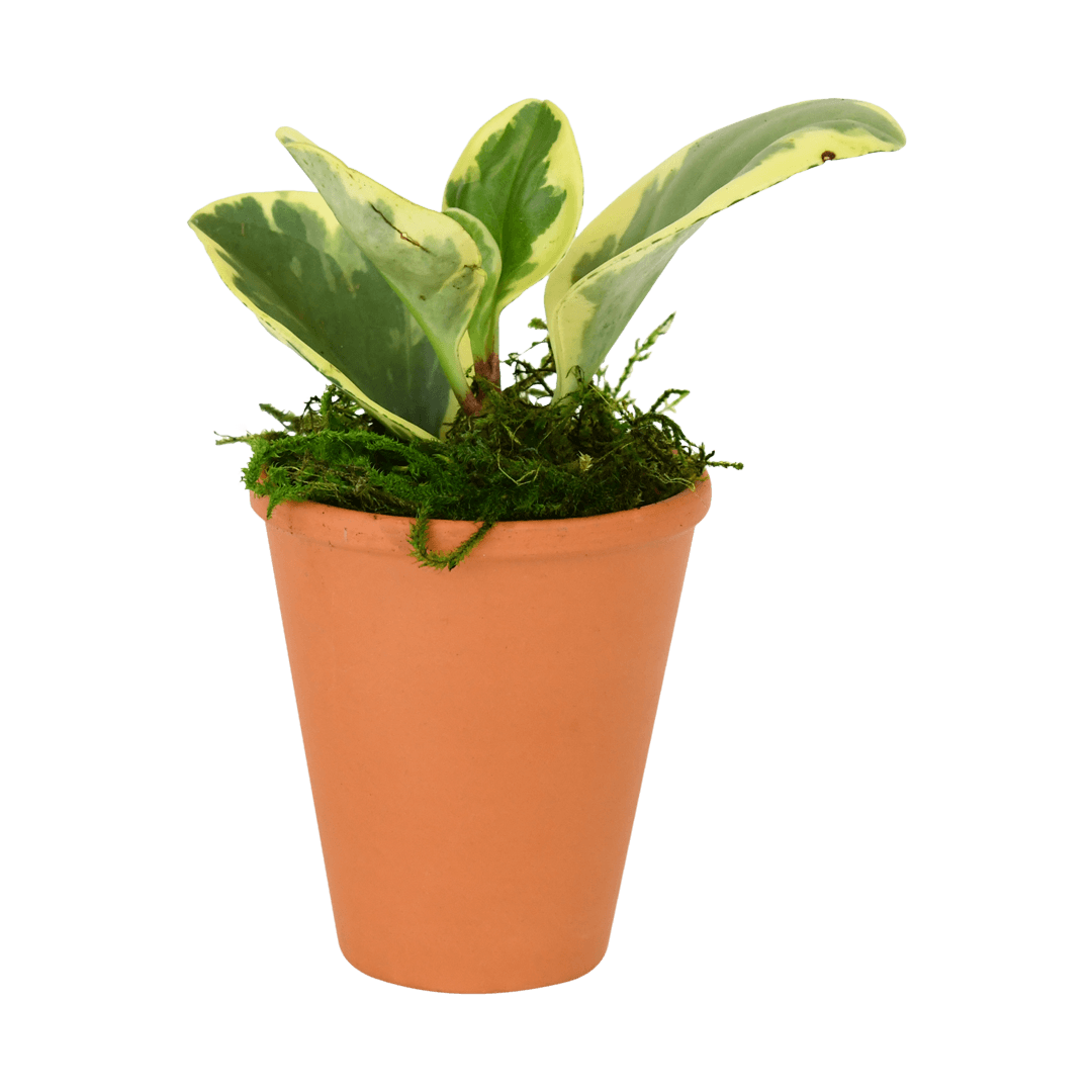 2.5" Peperomia  Obtusifolia Artificial