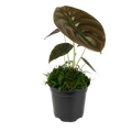 4" Alocasia Red Secret Cuprea Artificial