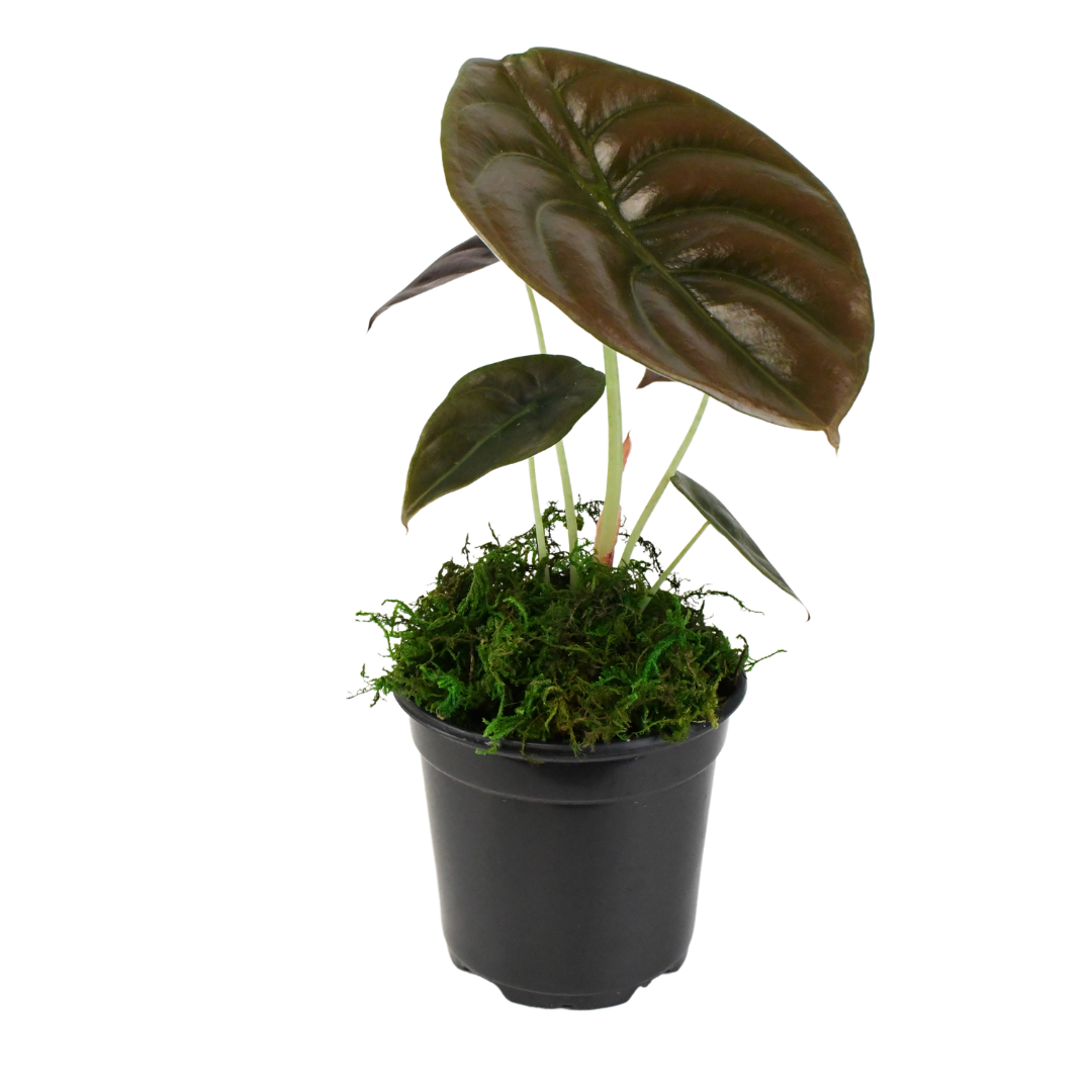 4" Alocasia Red Secret Cuprea Artificial
