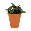 2.5" Peperomia, San Marino Artificial