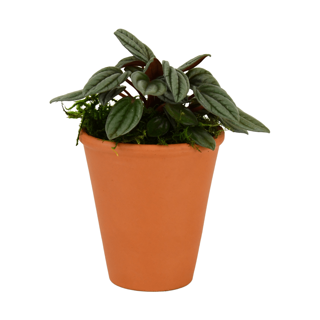 2.5" Peperomia, San Marino Artificial