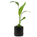 4" Bird of Paradise, Orange Artificial