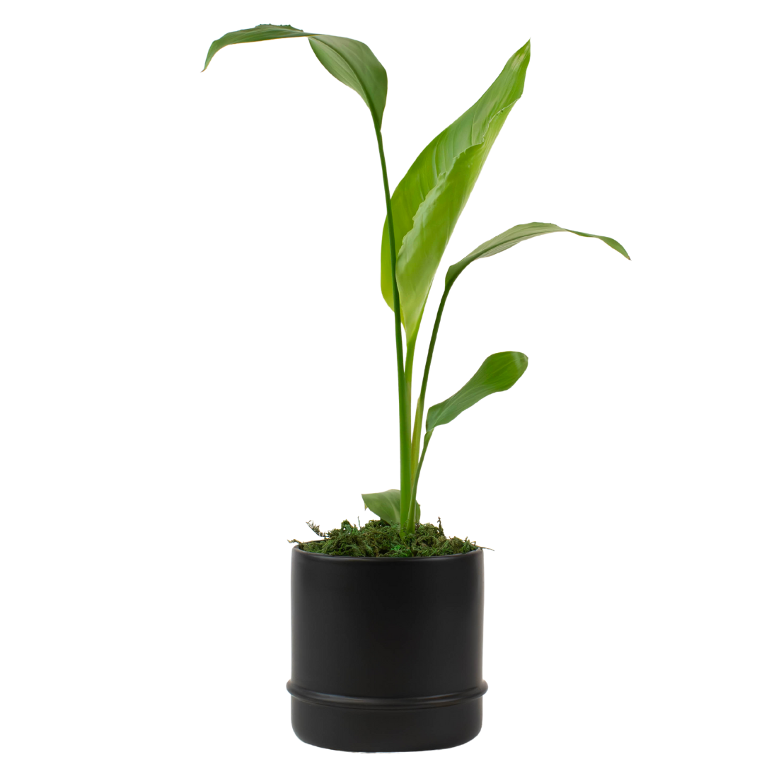 4" Bird of Paradise, Orange Artificial