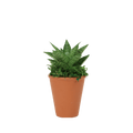 2.5" Sansevieria Tough Lady Artificial