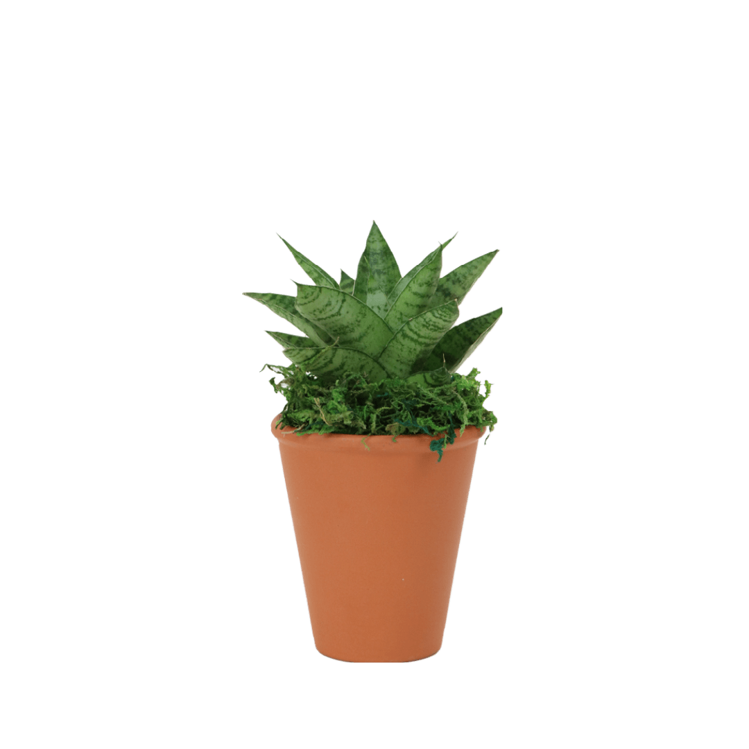 2.5" Sansevieria Tough Lady Artificial