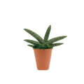 2.5" Sansevieria Boncel Starfish Artificial