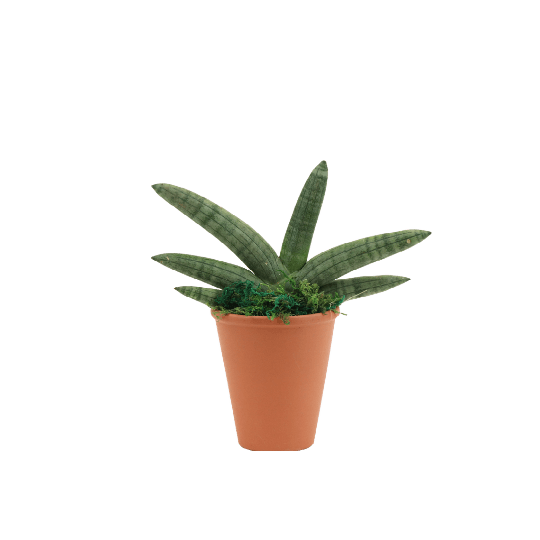 2.5" Sansevieria Boncel Starfish Artificial