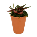 2.5" Peperomia, Rosso Artificial
