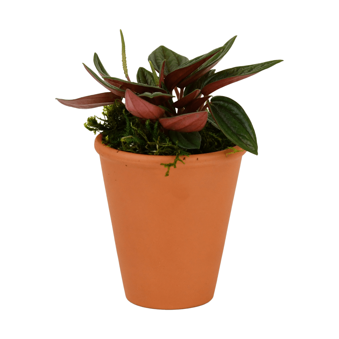 2.5" Peperomia, Rosso Artificial
