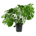 10" Monstera Split Leaf Philodendron Artificial