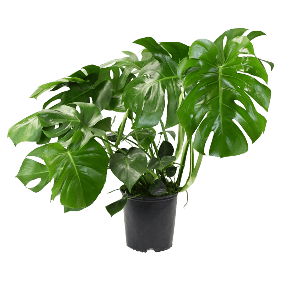 10" Monstera Split Leaf Philodendron Artificial