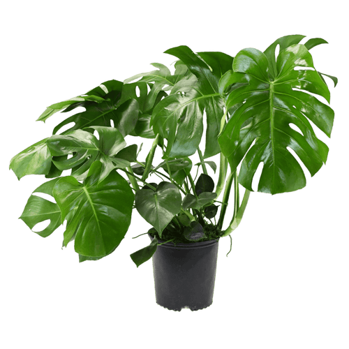 10" Monstera Split Leaf Philodendron Artificial