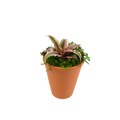 2.5" Earth Star Artificial