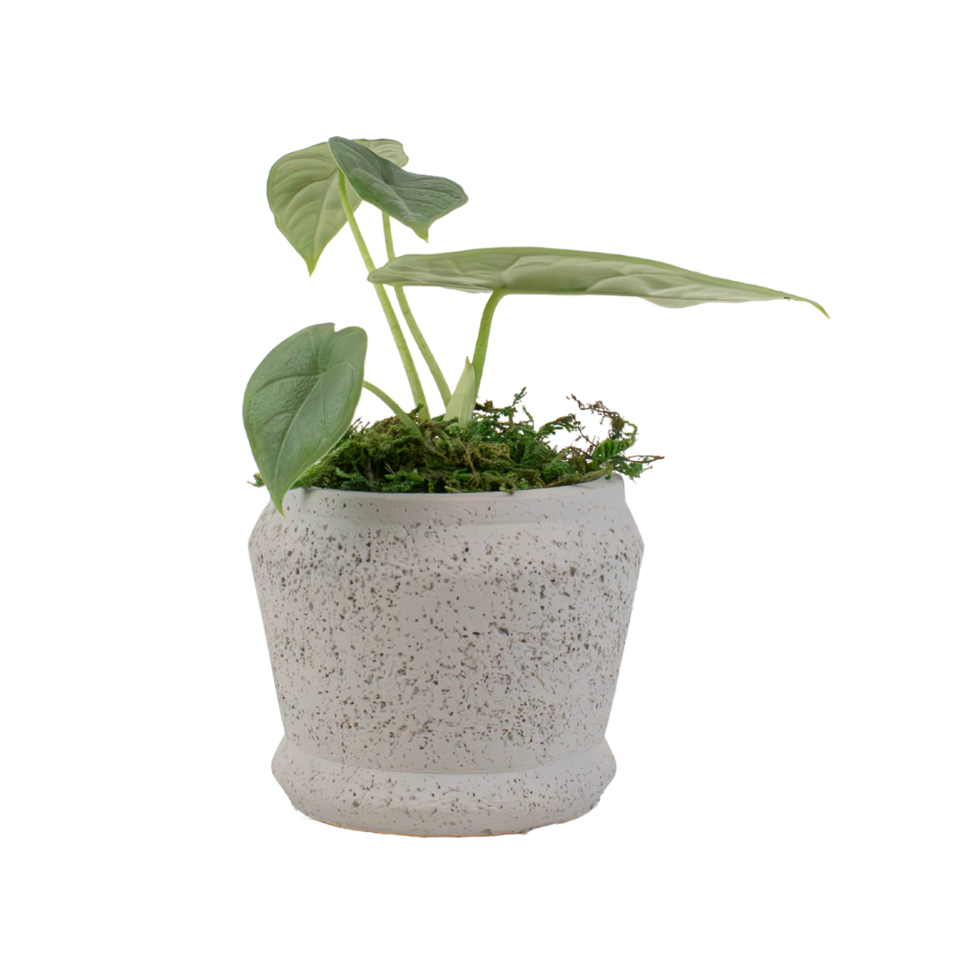 2.5" Alocasia Melo Artificial