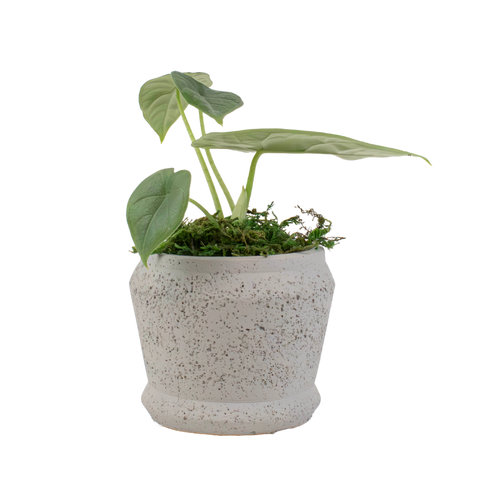 2.5" Alocasia Melo Artificial