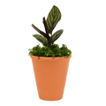 2.5" Calathea Ornata Artificial