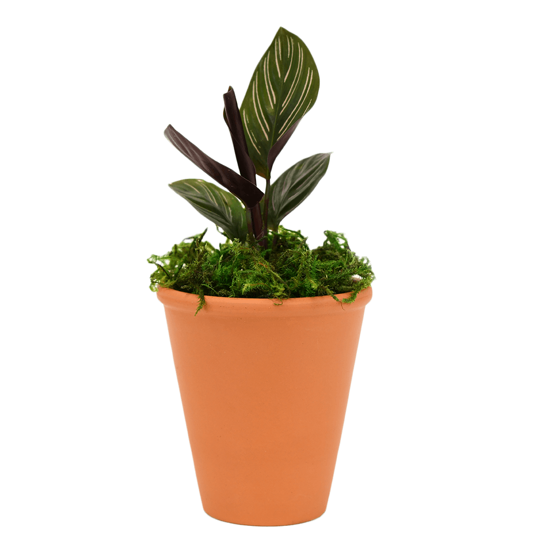 2.5" Calathea Ornata Artificial