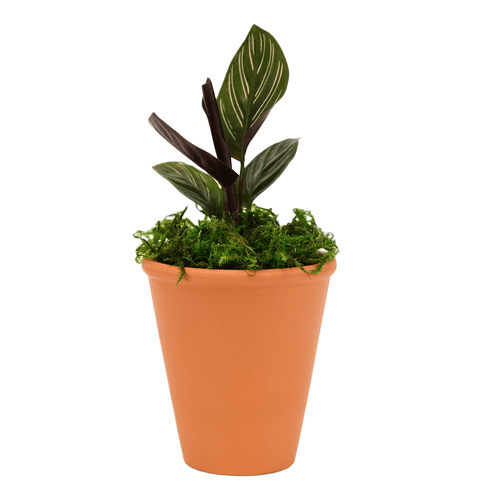 2.5" Calathea Ornata Artificial