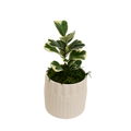 4" Ficus Triangularis Variegated Artificial