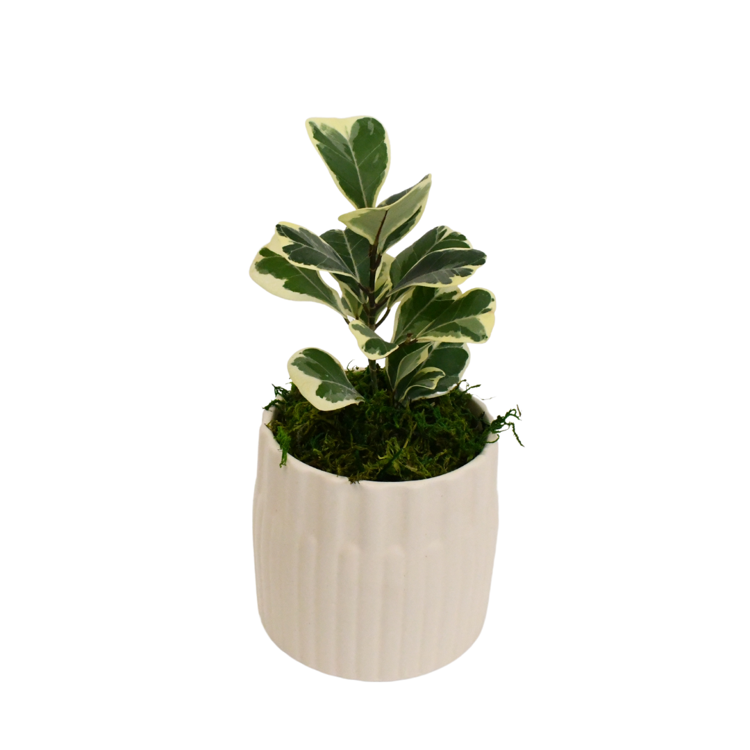 4" Ficus Triangularis Variegated Artificial