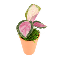 2.5" Calathea Rosy Artificial