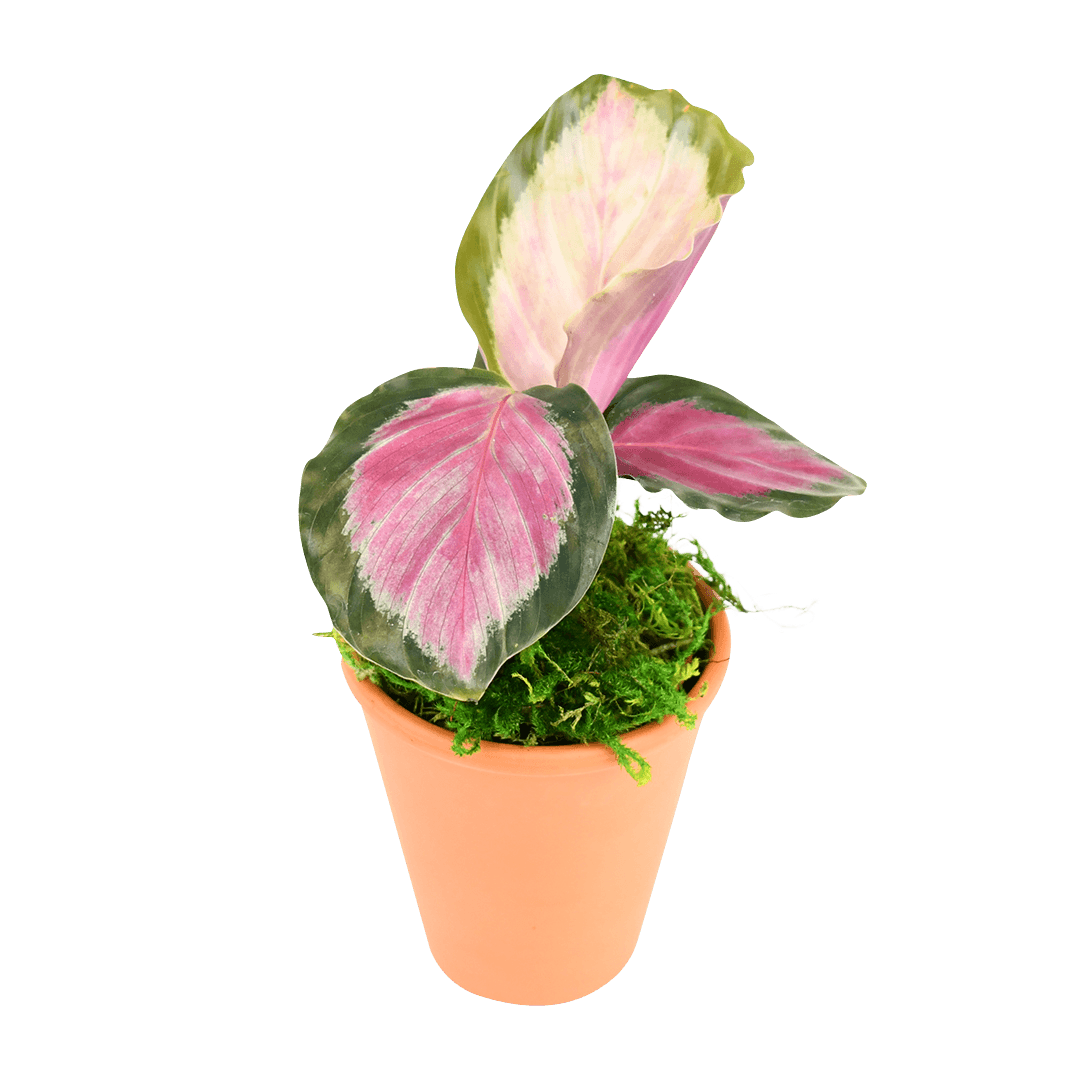2.5" Calathea Rosy Artificial