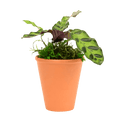 2.5" Calathea Rattlesnake Artificial