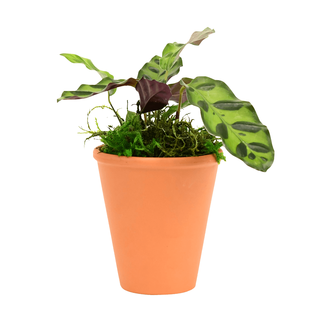 2.5" Calathea Rattlesnake Artificial