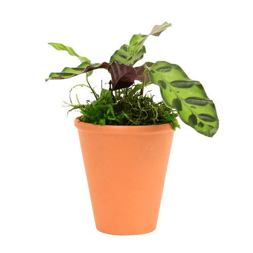 2.5" Calathea Rattlesnake Artificial