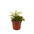 2.5" Rubber Plant Shivereana Moonshine Artificial