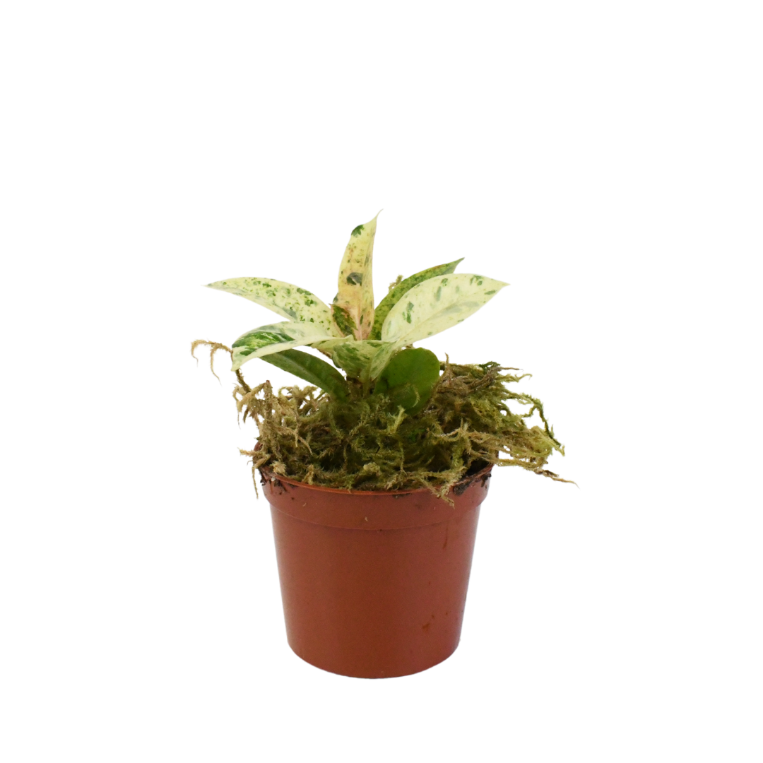 2.5" Rubber Plant Shivereana Moonshine Artificial