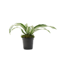 4" Dracaena Jade Jewel Artificial
