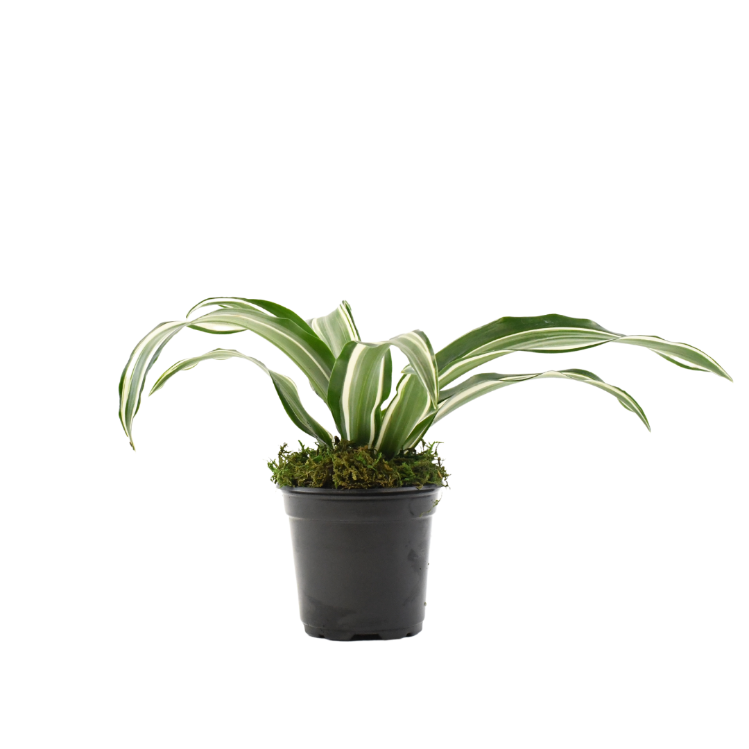 4" Dracaena Jade Jewel Artificial