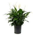 10" Peace Lily Artificial