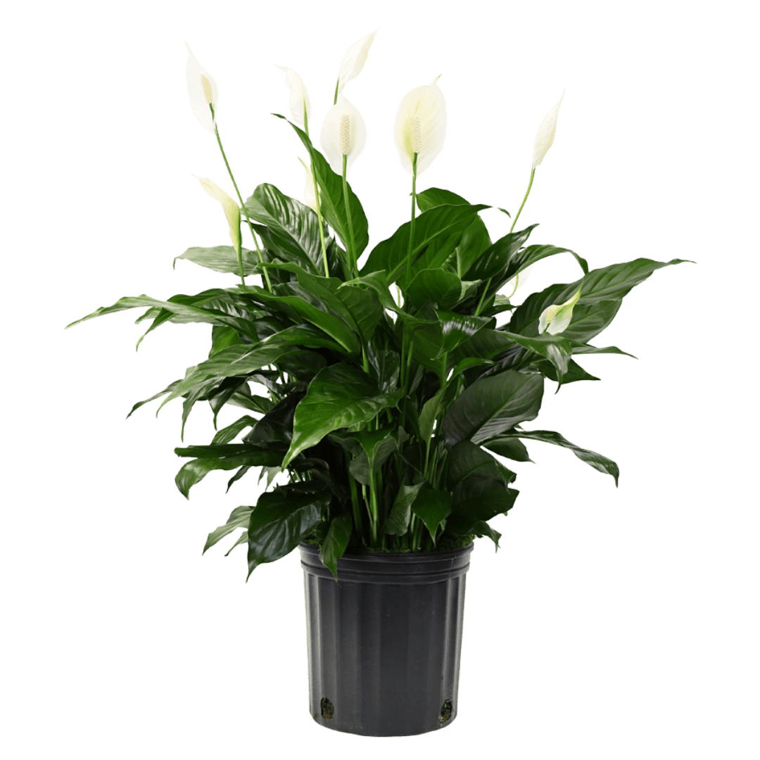 10" Peace Lily Artificial