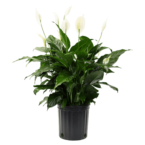 10" Peace Lily Artificial