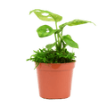 2.5" Monstera Adansonii - Swiss Cheese Artificial