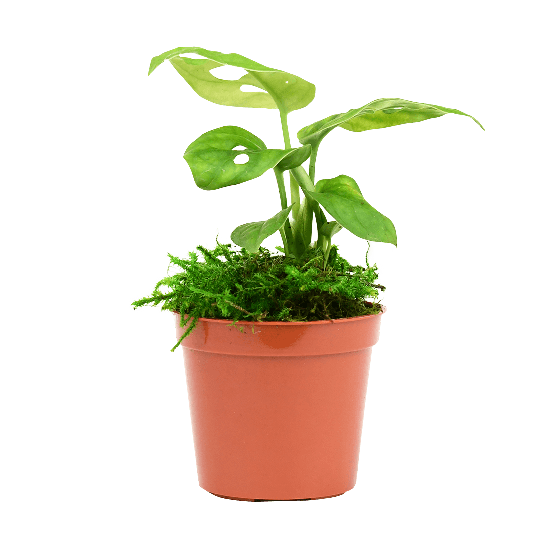 2.5" Monstera Adansonii - Swiss Cheese Artificial