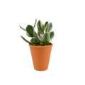 2.5" Jade Variegated Artificial