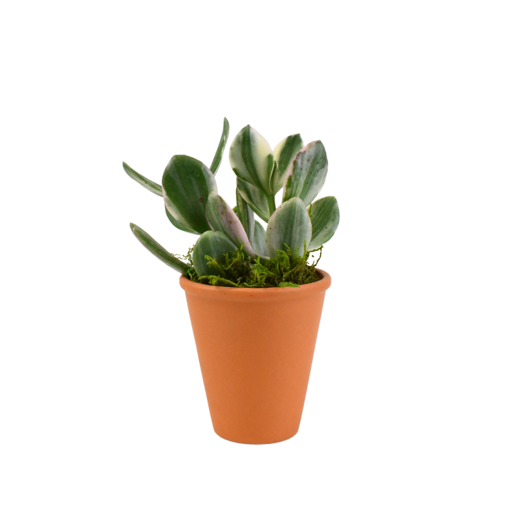2.5" Jade Variegated Artificial